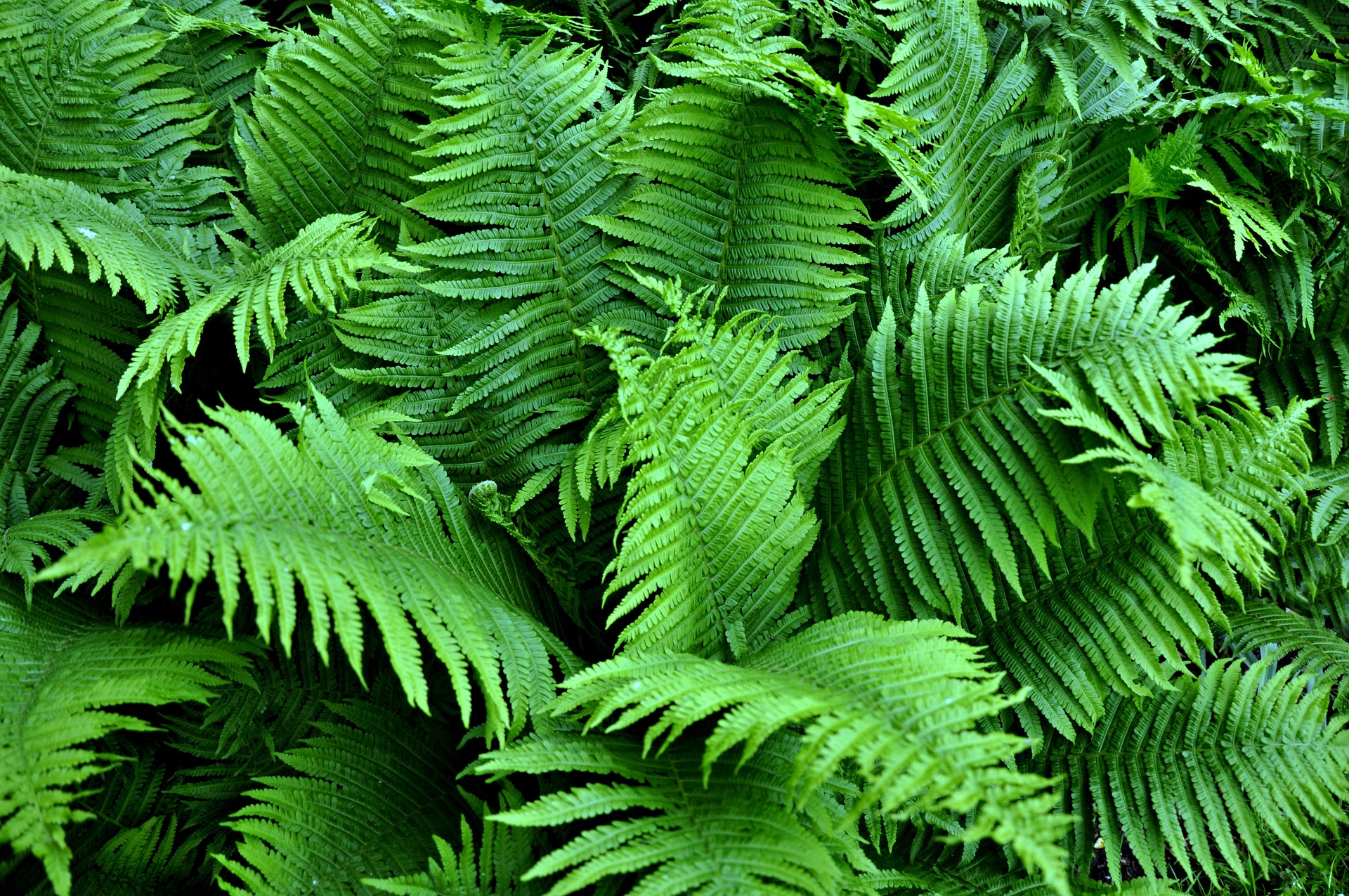 Landscaping with ferns takes a little extra consideration, but the results are spectacular!