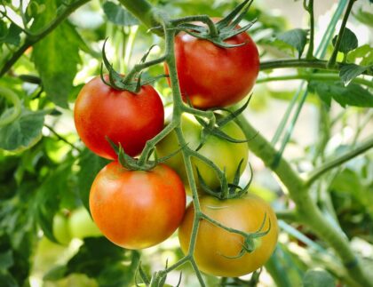 Vegetables like these tomatoes are much easier to grow when an automated drip irrigation system handles the watering schedule!