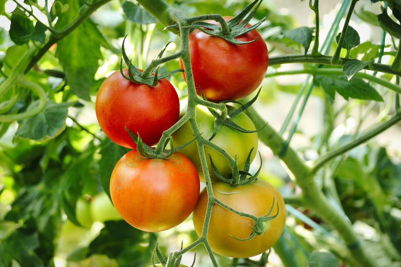 Vegetables like these tomatoes are much easier to grow when an automated drip irrigation system handles the watering schedule!