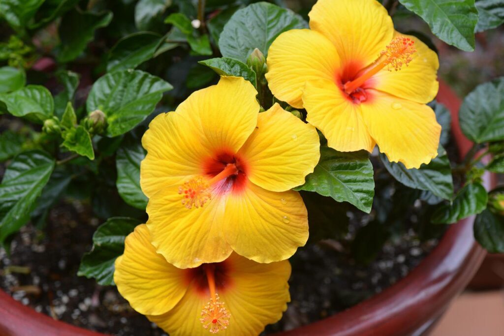This container of yellow hibiscus flowers adds tropical ambience to the landscaping.