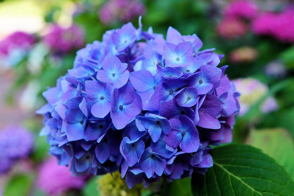 The ever popular hydrangea is an excellent choice for a bright front yard.