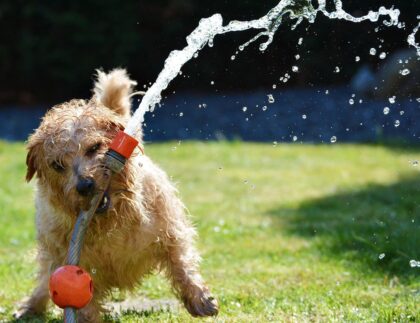 As cute as this terrier using a hose to water the yard is, a sprinkler irrigation system is a more efficient and reliable method to maintain beautiful turf.