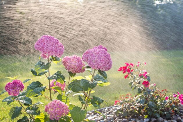 A smart irrigation system works with the climate to water the yard as-needed, saving water and time while keeping plants like these hydrangeas and roses growing.