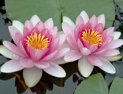 Drip irrigation systems save water, a critical resource for humans and nature, like these pink water lilies.