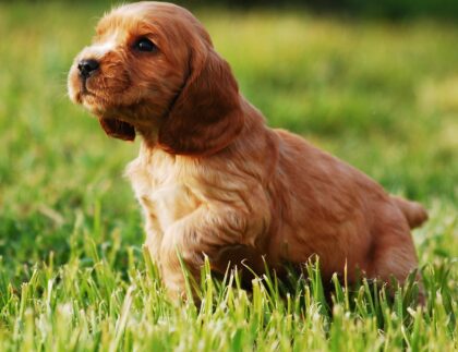 Homeowners often make the switch to organic lawn care so that children and pets, like this cocker spaniel puppy, can play without concern.
