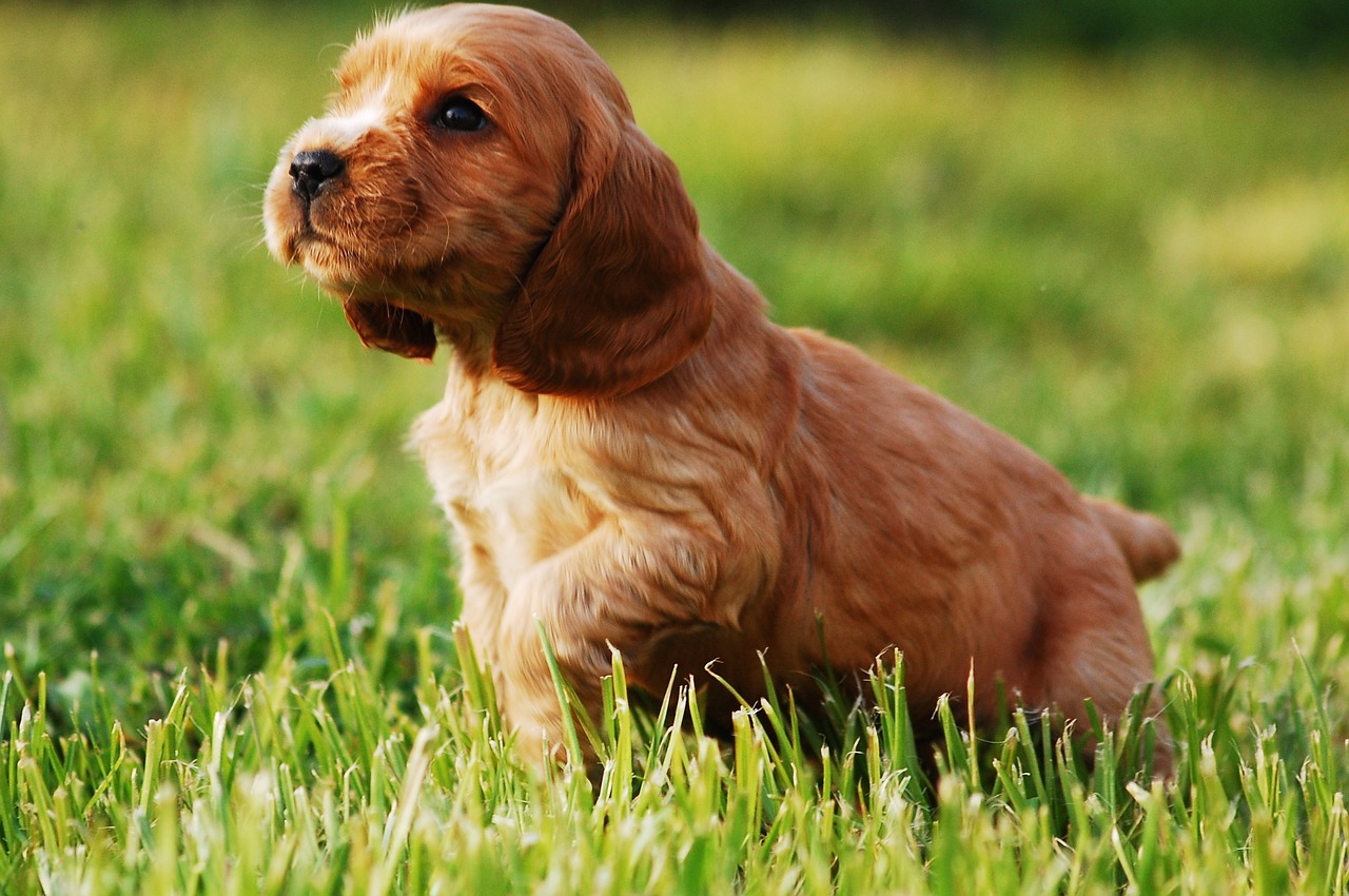 Homeowners often make the switch to organic lawn care so that children and pets, like this cocker spaniel puppy, can play without concern.