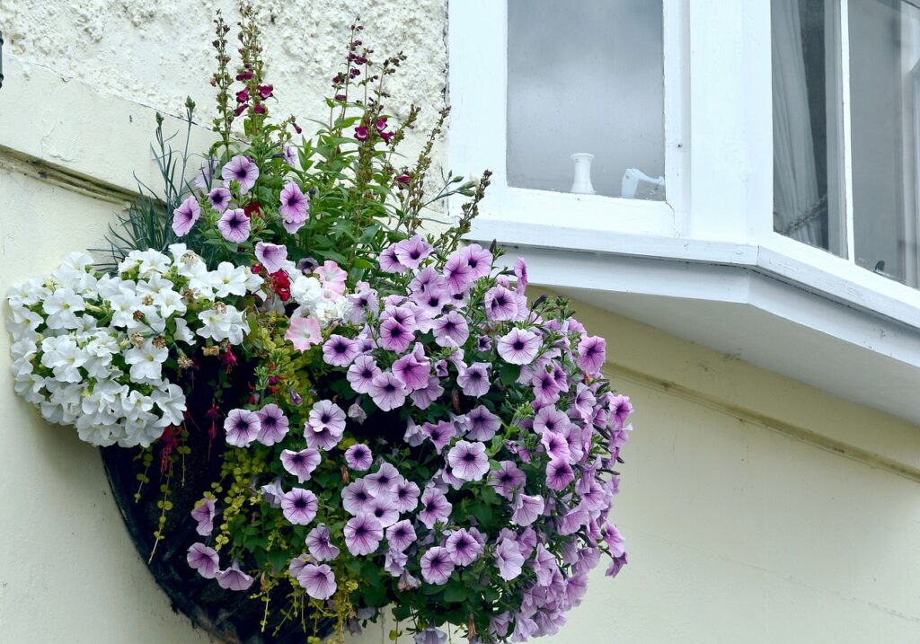 Hanging baskets are an easy weekend landscaping design project with instant results.