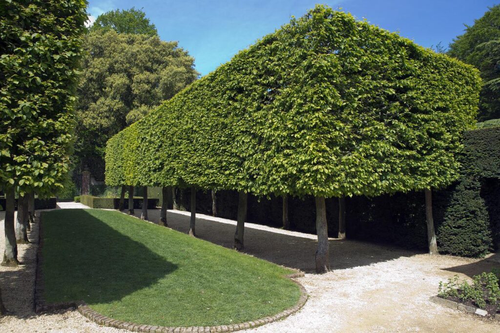 This landscaping design gets a modern aesthetic from the heavily pruned trees and gently curved edging.