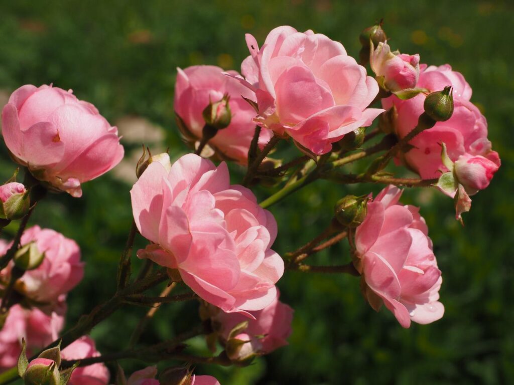 Pink garden roses like these are the perfect addition for a flower bed with a traditional design.