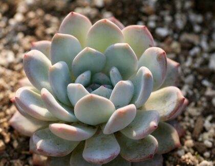 The decision perlite vs. vermiculite hinges on the needs of the plant with succulents like this echeveria benefiting from extra perlite.