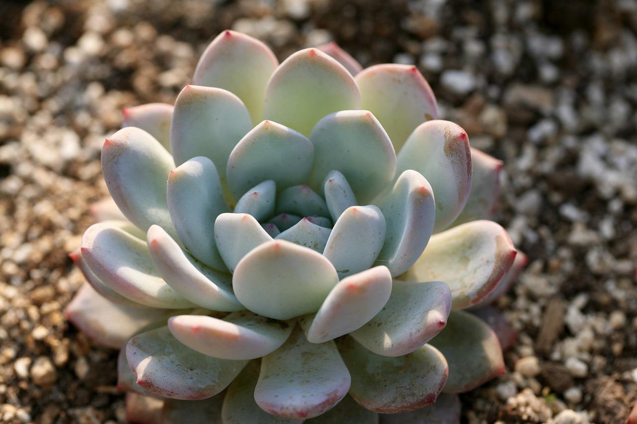 The decision perlite vs. vermiculite hinges on the needs of the plant with succulents like this echeveria benefiting from extra perlite.