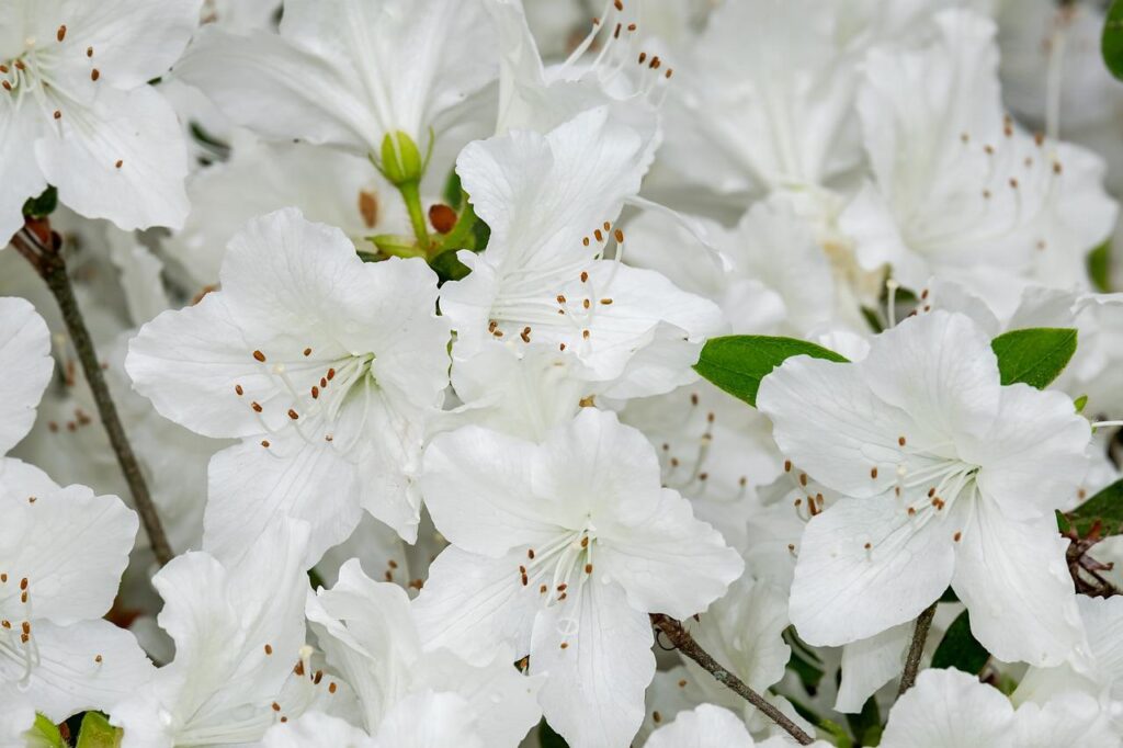 Azaleas come in a wide variety of colors and are an ornamental shrub worth considering.