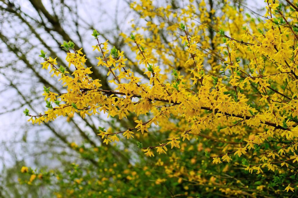Border forsythia is an early spring bloomer that adds brilliant color to the landscape.