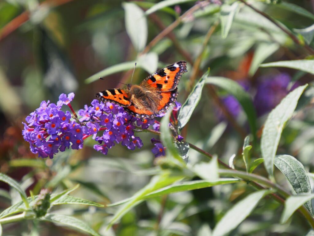Butterfly bush is a great option for attracting bees, butterflies, and hummingbirds to the yard.