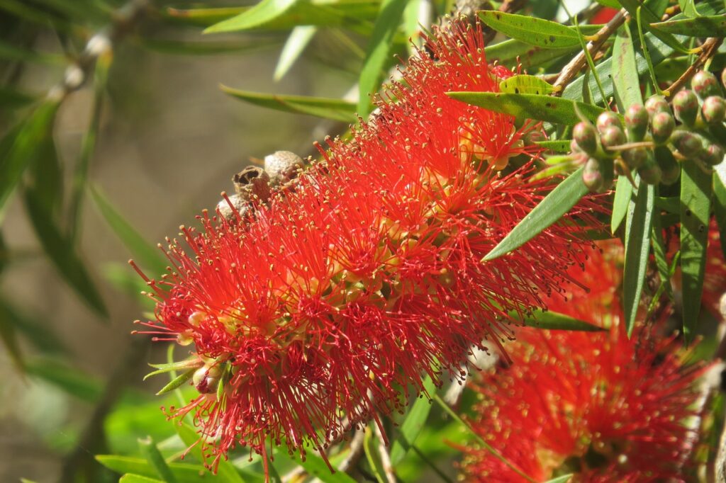 Bottle Brush adds intense color to the landscaping.
