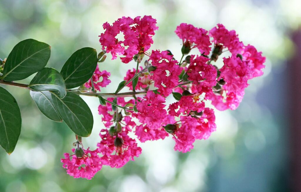 Crepe myrtle is popular for its colorful flowers, like the deep pink ones seen here.