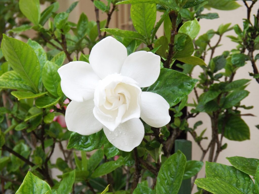 Gardenia is a gorgeous tropical ornamental shrub known worldwide for its beauty.