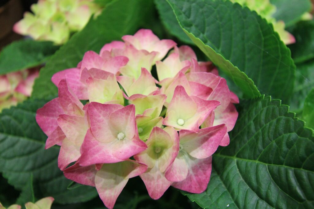 French hydrangea is a classic flower in a small package for gardens or along paths.