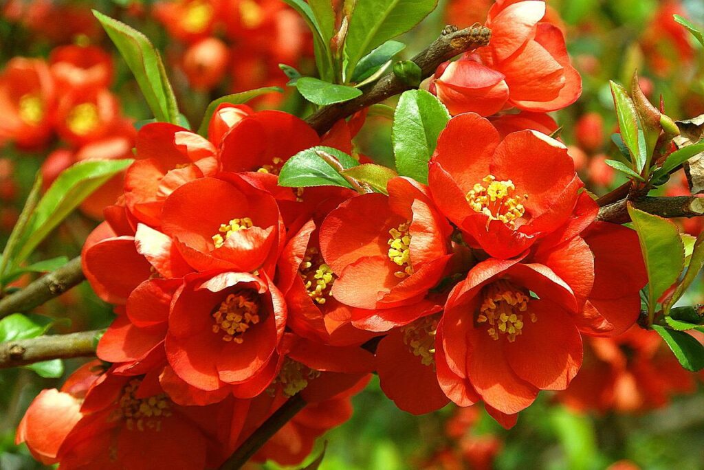 Flowering quince adds bright summery color with its orange-red flowers.