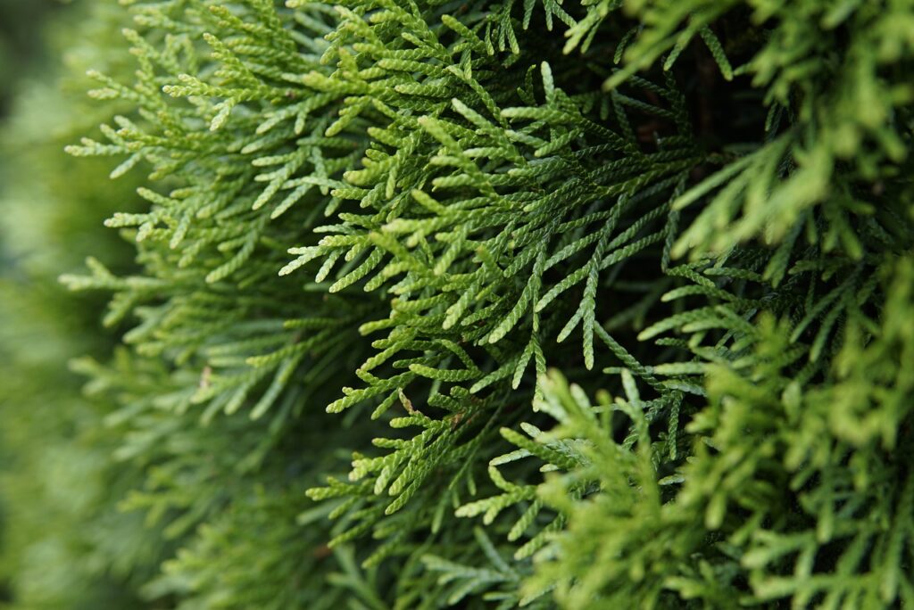 Tall arborvitae form dense hedges that act as a living wall to define the yard.