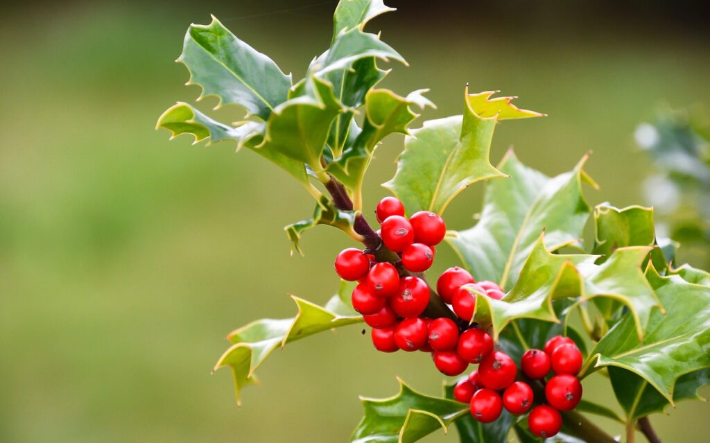 Holly is the perfect addition to a landscape looking for a wintery holiday-inspired aesthetic.