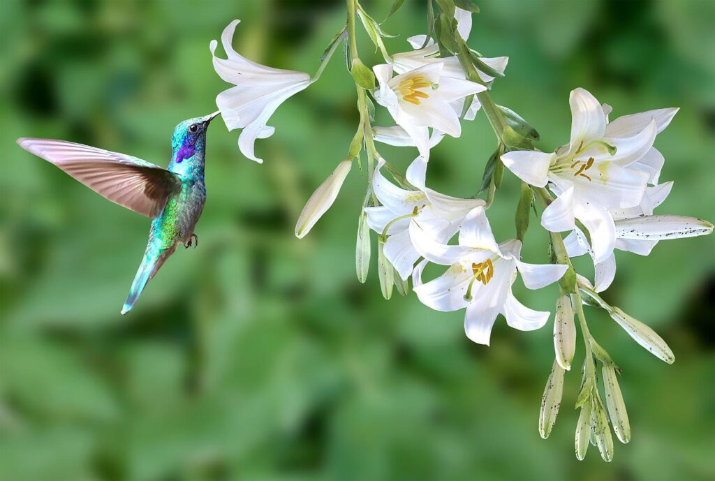 Adding flowers like hummingbird summersweet shrubs to your yard helps attract fauna like hummingbirds and bees.