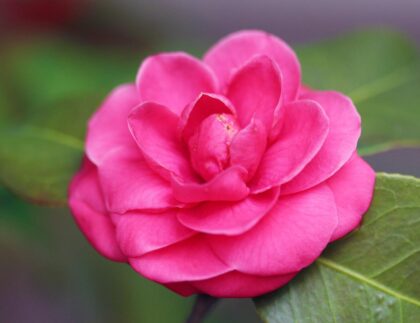 The Japanese camellia is a popular ornamental shrub and comes in a variety of colors, like the deep pink seen here.