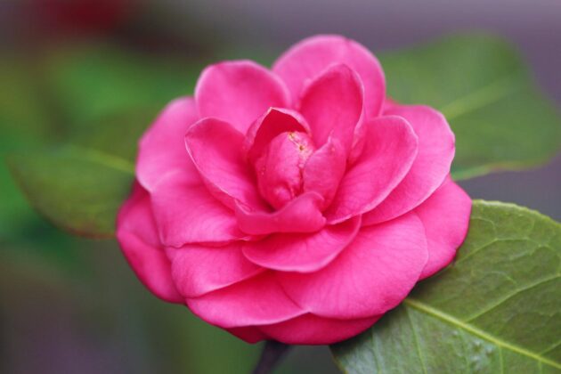 The Japanese camellia is a popular ornamental shrub and comes in a variety of colors, like the deep pink seen here.