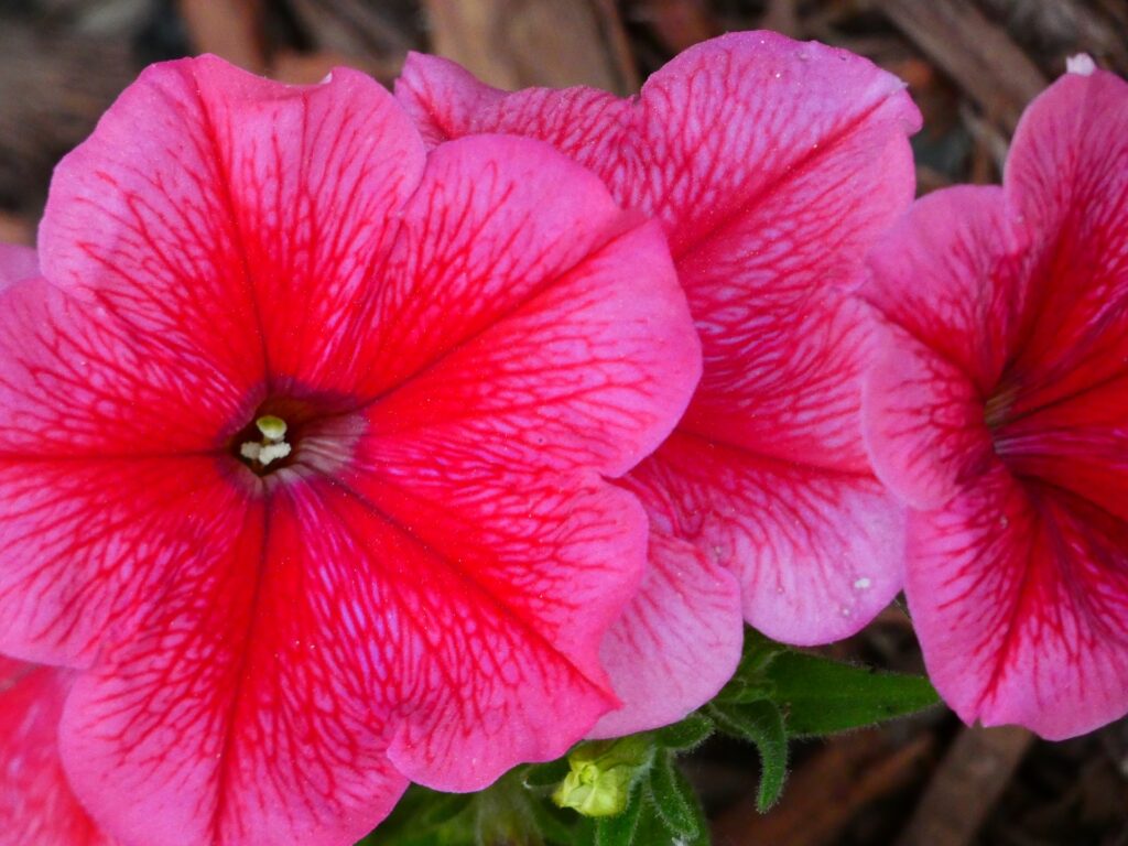 Petunias, like these hot pink ones, are easy care plants that make a great addition to any yard!