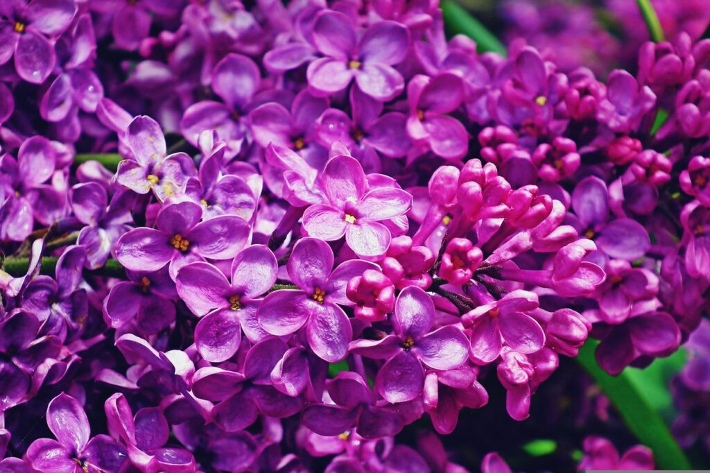 Lilacs are a classic ornamental shrub choice.