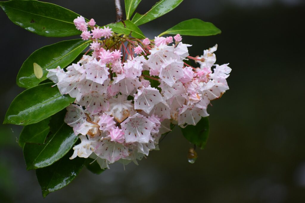 Mountain laurel adds a beautiful touch of pale flowers to the yard.
