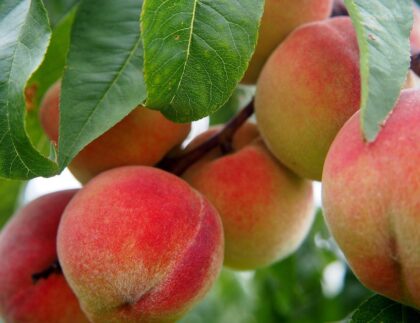 Thrips can ruin all kinds of fruit, including these peaches, which is why thrips control is a critical gardening task.