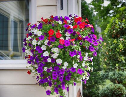 This gorgeous basket of cascading petunias adds seasonal color to the landscaping.
