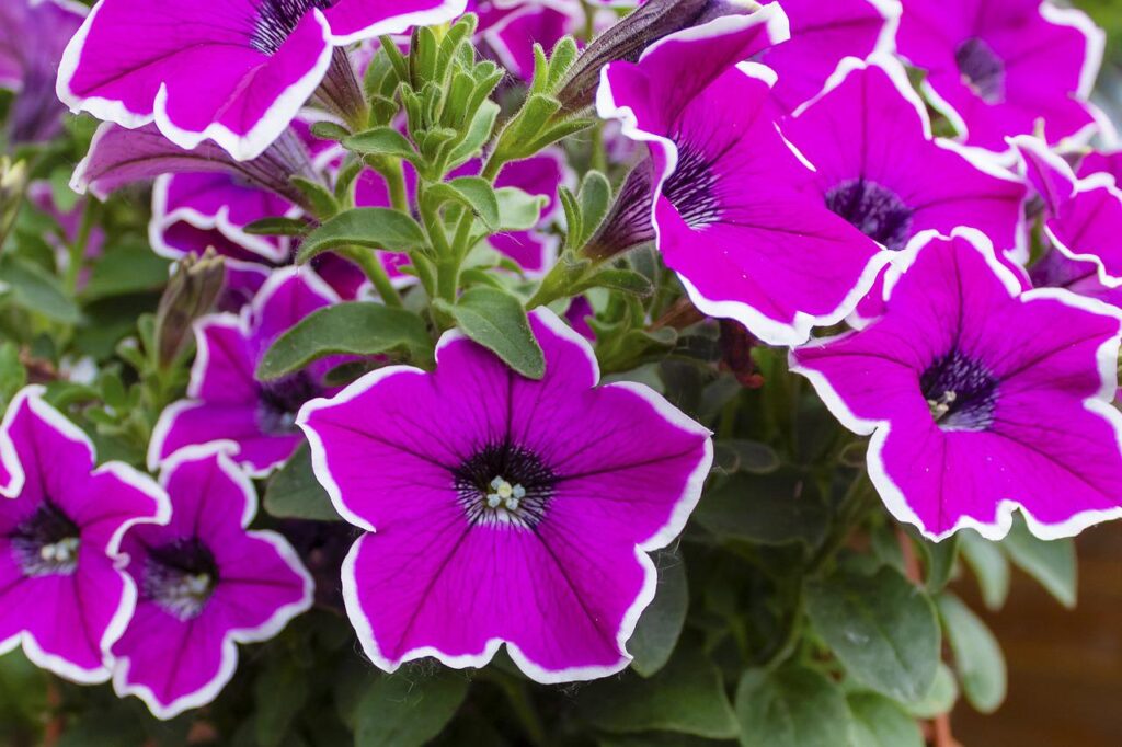 These purple petunias have showy petals outlined in white.