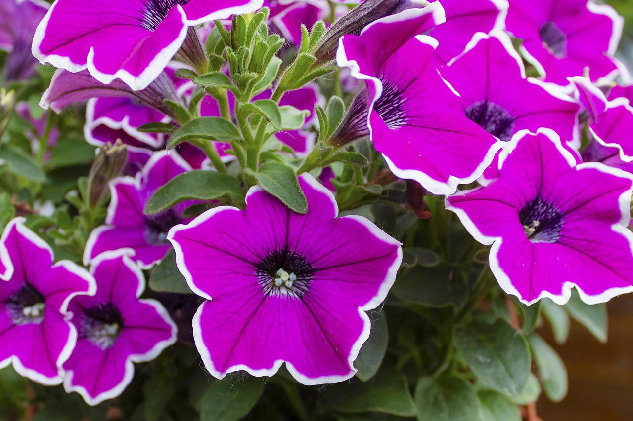 Cascading Petunias for Your Atlanta Garden - Atlanta Turf & Tree