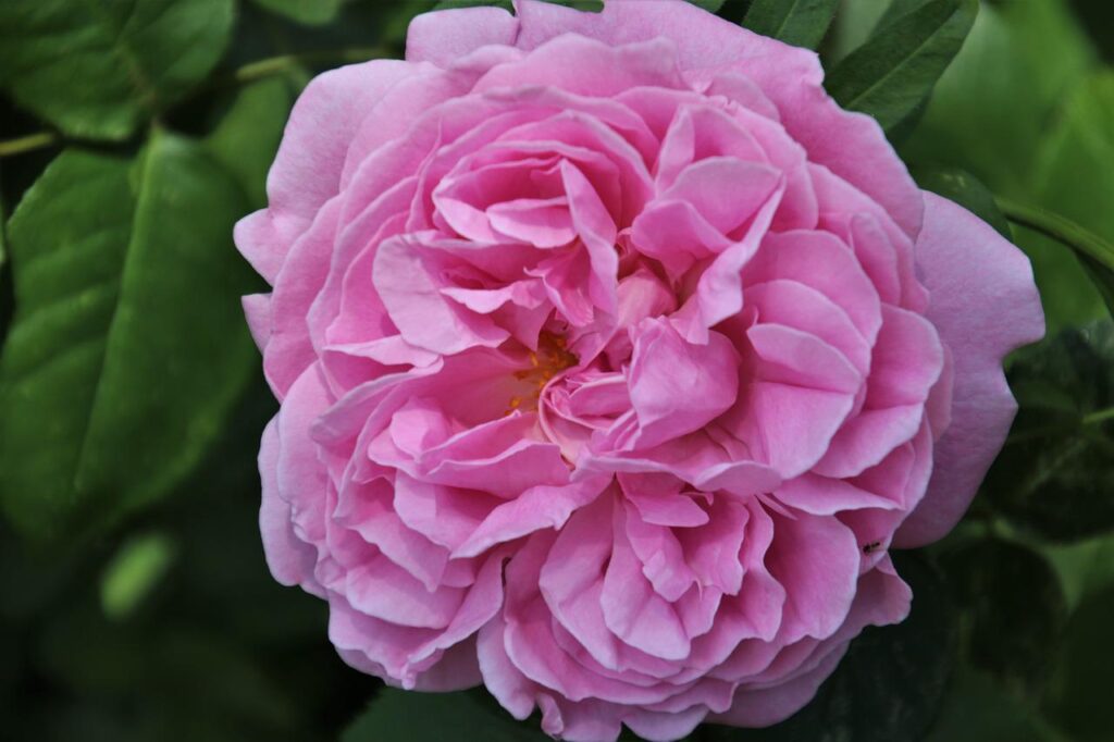 Roses are perhaps the most popular ornamental shrub available and come in a wide variety of sizes, colors, and patterns.