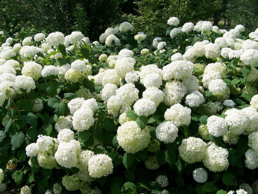 Snowball bush is aptly named for its bright white clusters of blooms.