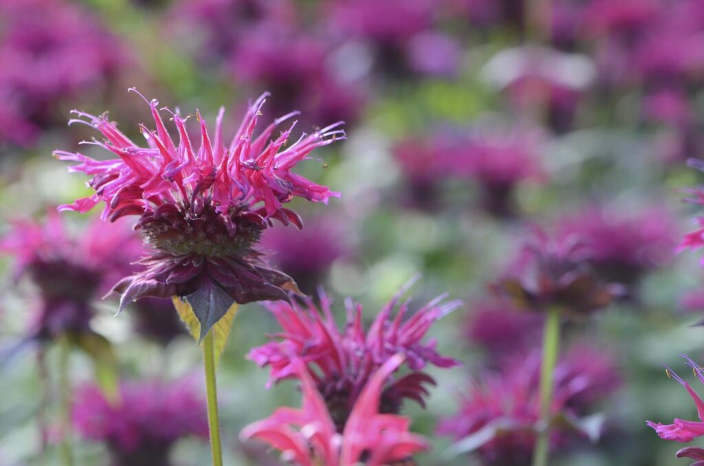 Bee balm plants are prized for their rich history and beautiful blooms.