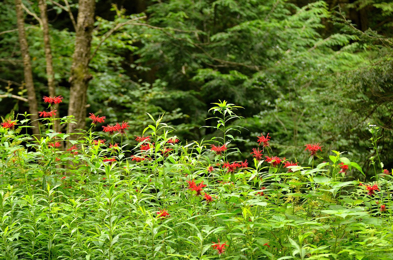 Bee balm plants, or wild bergamot, are a native wildflower of Georgia.