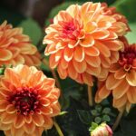 Organic pesticides can help keep landscaping plants like these dahlias beautiful and healthy.