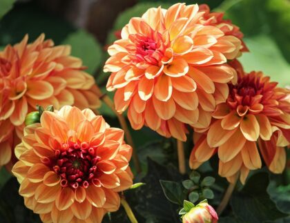 Organic pesticides can help keep landscaping plants like these dahlias beautiful and healthy.