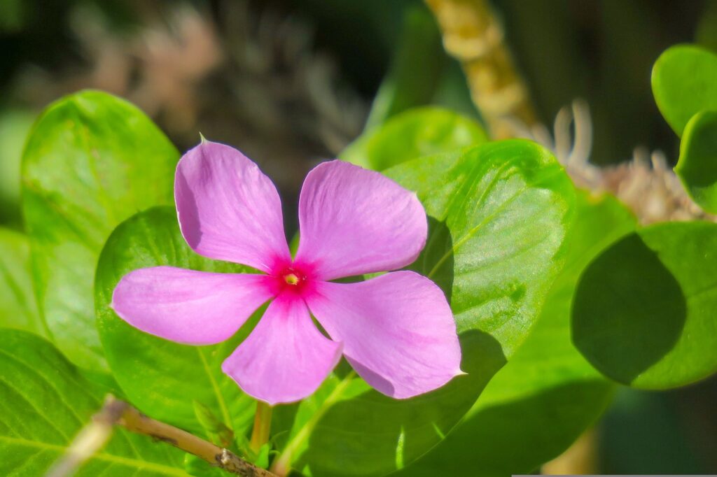 Vincas are a great addition to flower pots.