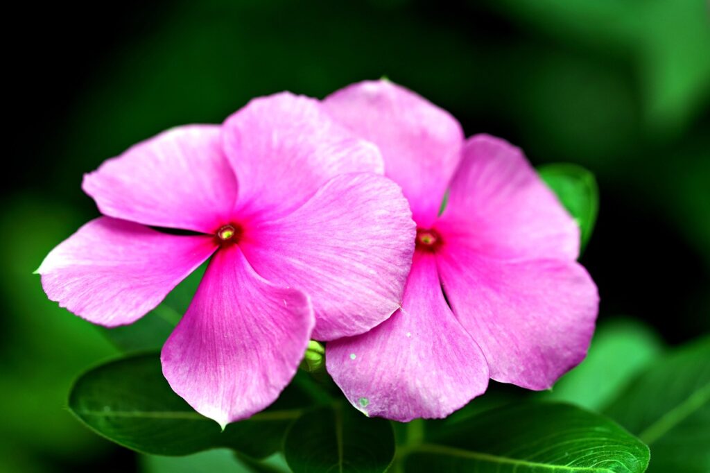 Pink vincas attract butterflies to the garden and add a gorgeous splash of color.