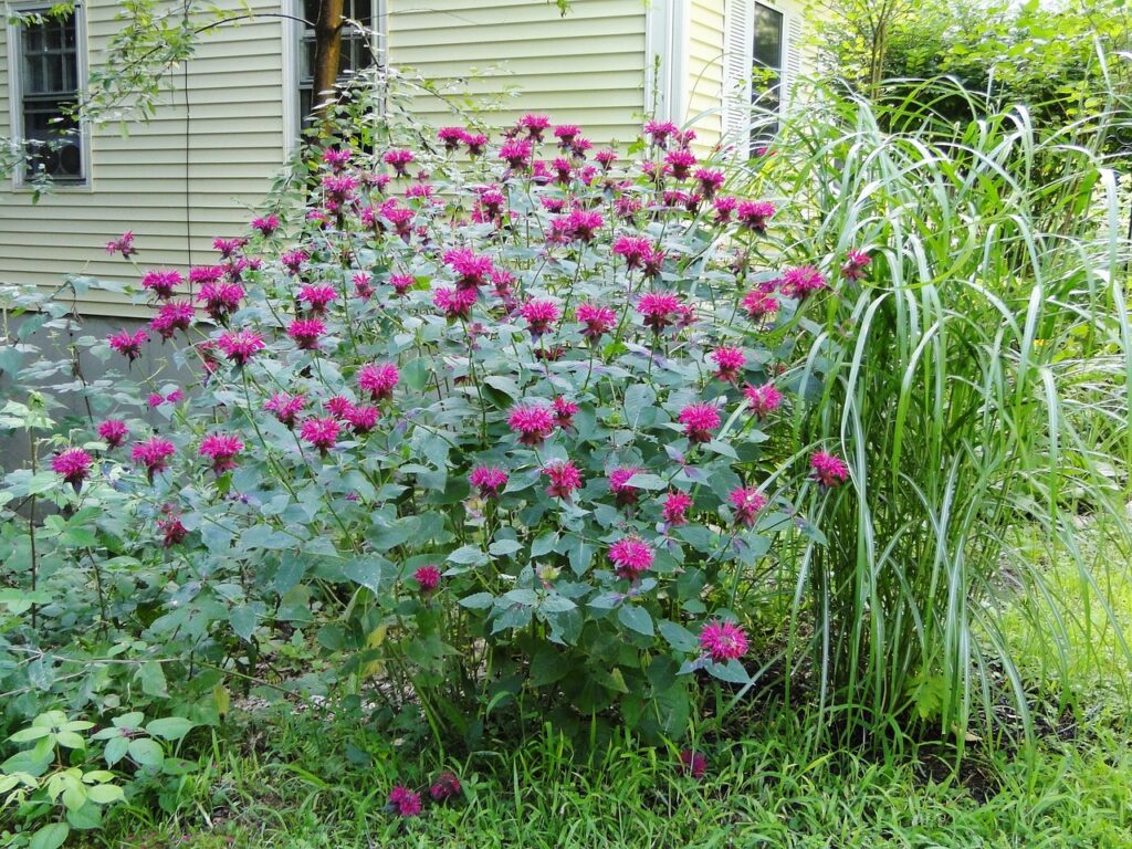 Here, bee balm has been planted in the landscaping to soften the corner of a house.