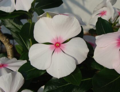 Beautiful vincas produce flowers in white, pink, and purple.