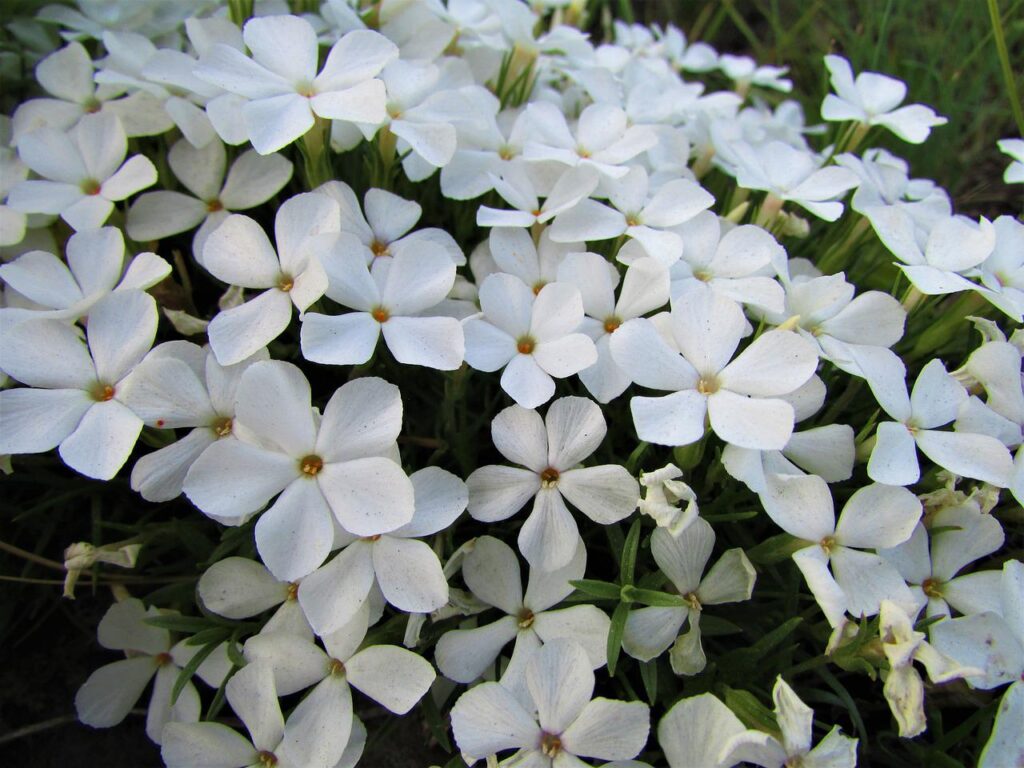 To keep the garden lush and tidy, divide phlox to keep it in bounds and re-plant in sparse areas.