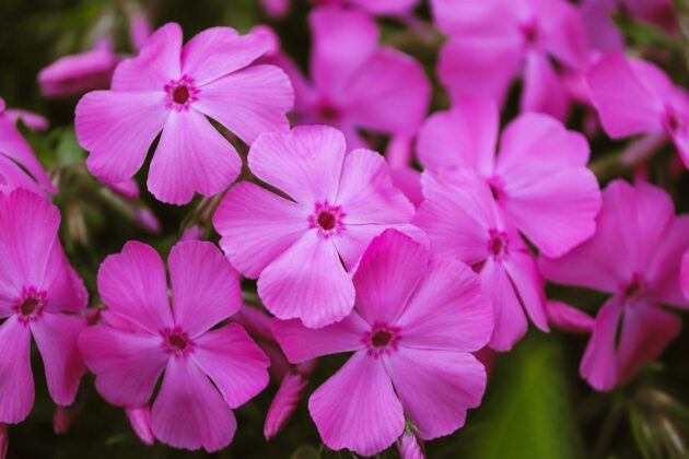 Summer phlox comes in a wide variety of color options, like the magenta shown here.