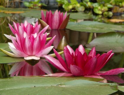 To get clear pond water, outcompete algae with beautiful aquatic plants like the lilies shown here.
