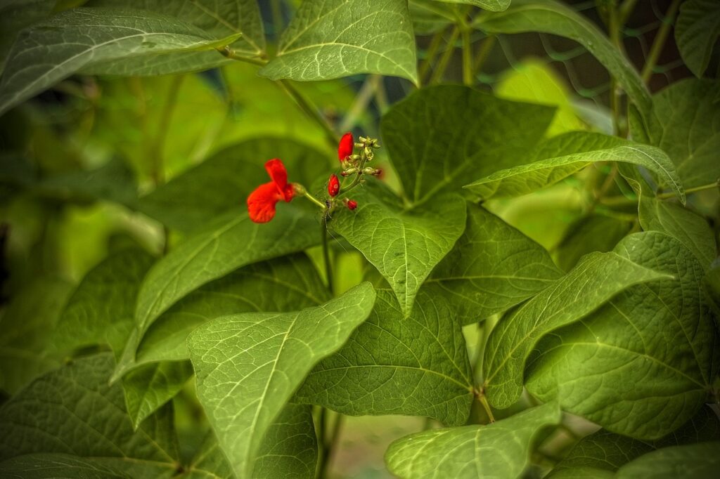 Scarlet runner bean is an old-fashioned classic.