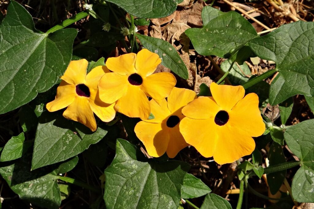 Black eyed susan vine is a Southern classic.